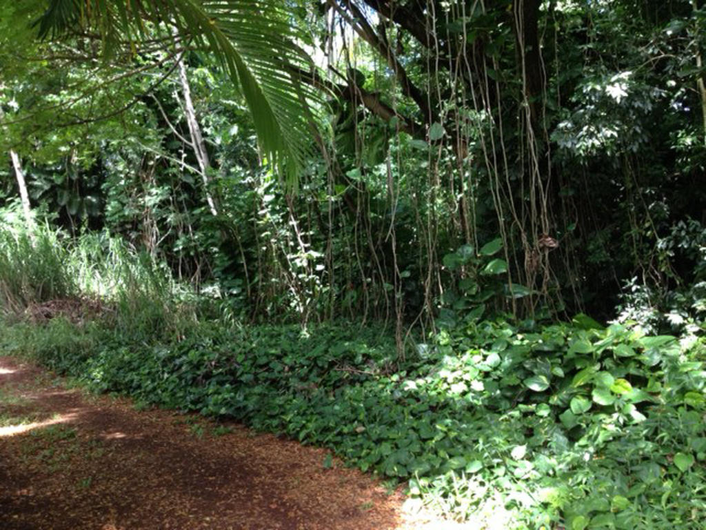 Heavenly Hana Paradise Camera foto